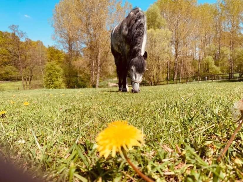 Faire Une Pause Avec Le Temps Thimister Kültér fotó